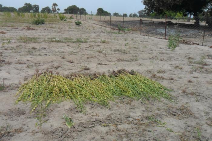 Part of Rikolto's strategy is promoting farmers to apply technical production and post-harvest routes, promoting agro-ecological practices.