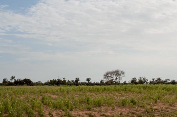 One of the challenges the sesame farmers face is not enough access to suitable equipment for better production/productivity