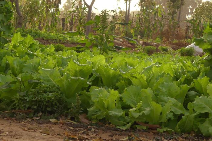Restaurer la ceinture verte pour atténuer le changement climatique et s’y adapter à Ouagadougou   