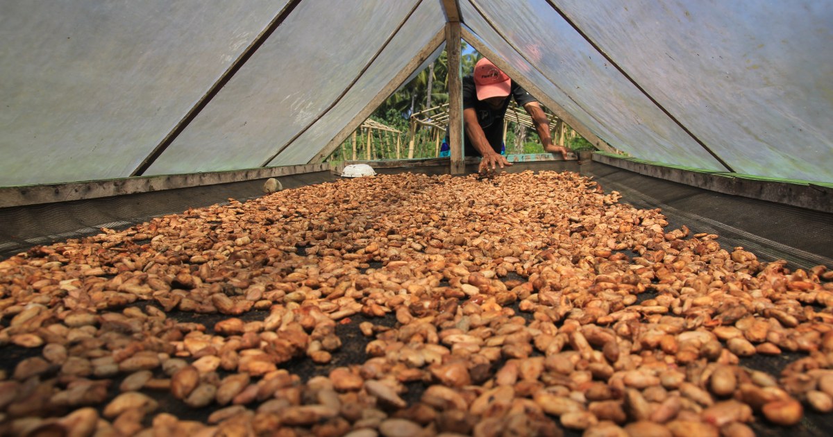 Boosting sustainable cocoa production on the Indonesian island of
