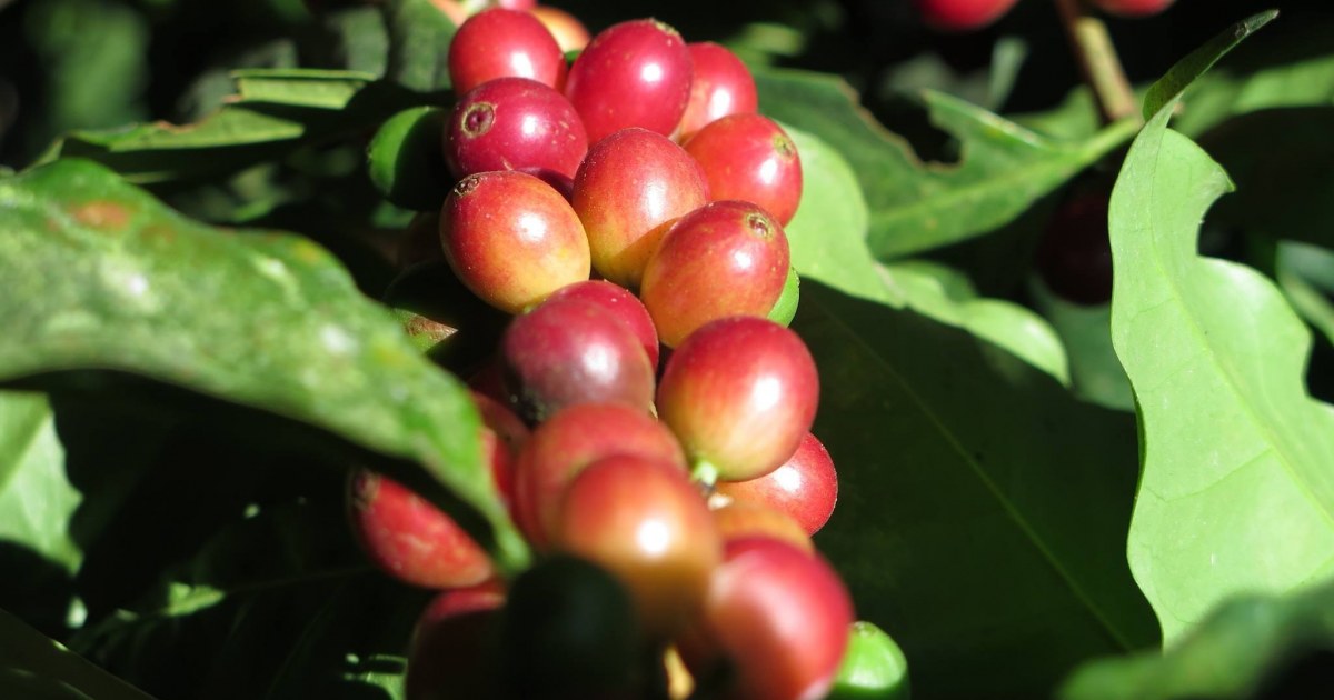 Cafe Ecuatoriano Aromatizando La Economia Nacional Rikolto En