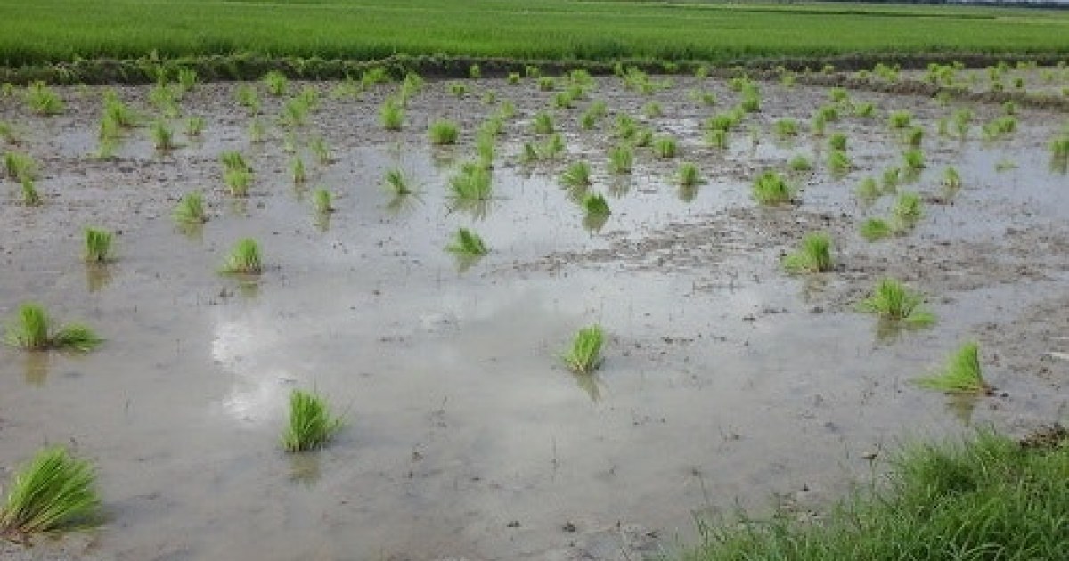 Strengthening The Success Of Mali s Rice Rikolto In Belgi 