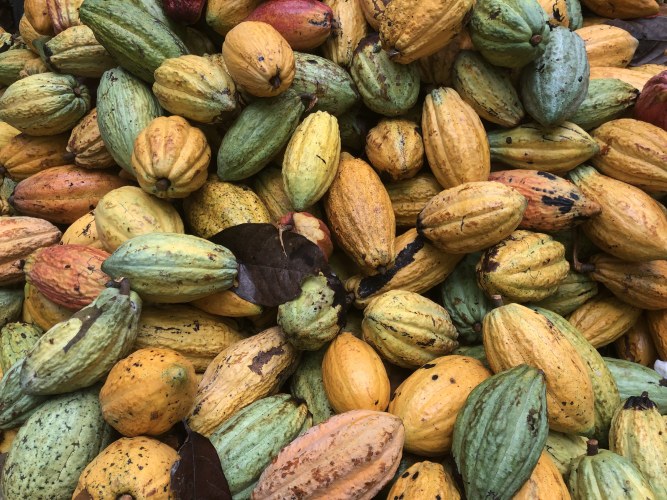 Naar een leefbaar inkomen voor cacaoboeren in Ivoorkust