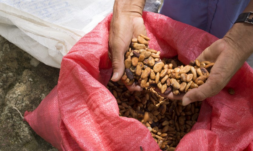 La participación de Centroamérica en el mercado mundial del cacao es aún limitada, a pesar de más de veinte años de esfuerzos sostenidos para promover y desarrollar el rubro cacao en los distintos países del área.
