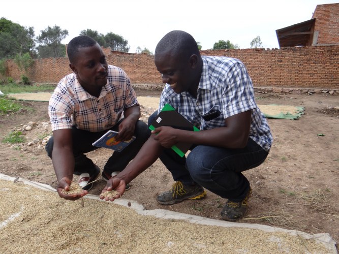 producing high quality rice in order to conquer the table rice market of Bukavu