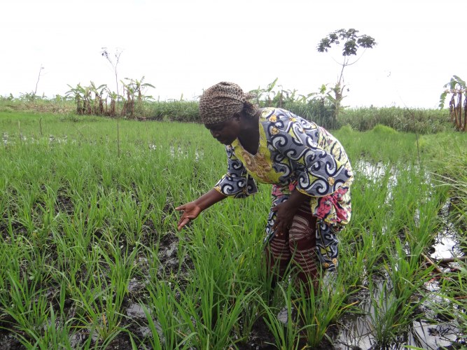 Using quality seeds, irrigating rice fields... to increase rice quality and quantities