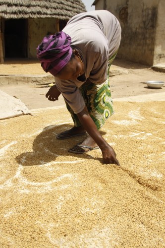 Preparing the rice for processing, such as parboiling.
