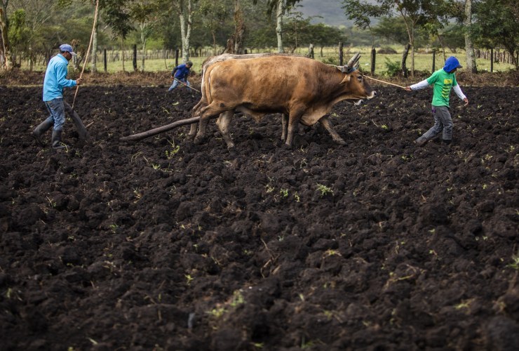 Ernstige voedselonzekerheid in Guatemala, Honduras en Nicaragua groeide van 2.2 miljoen mensen in 2018 tot ongeveer 8 miljoen mensen in 2021.