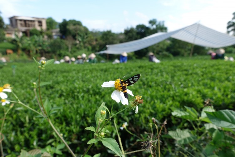 Duurzame landbeheerpraktijken helpen de biodiversiteit en ecosysteemdiensten zoals bestuiving te behouden