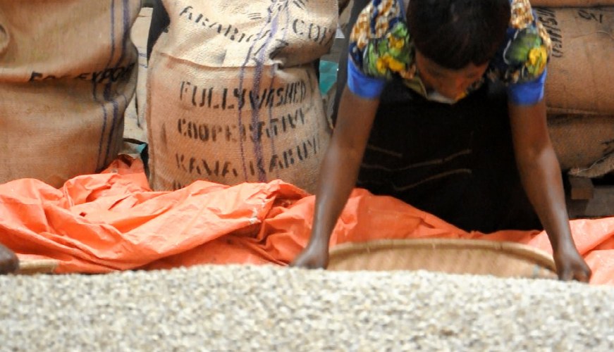 In Congo staat een container koffie klaar om te vertrekken naar de Belgische supermarkten. De koffie van de boeren van Kawa Kabuya is van zeer hoge kwaliteit.