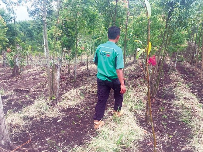 De meeste kaneelbomen in Kereinci zijn van de variëteit Cinnamomum burmannii.