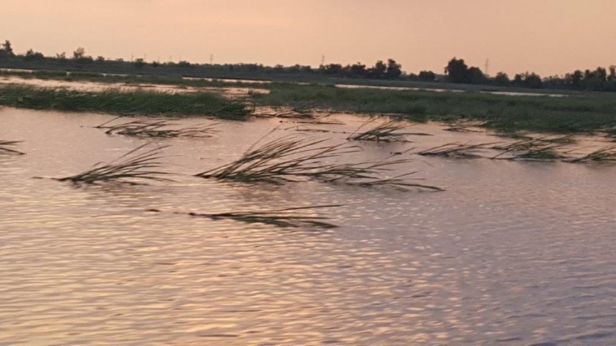 Floating rice, with roots two and a half metres long