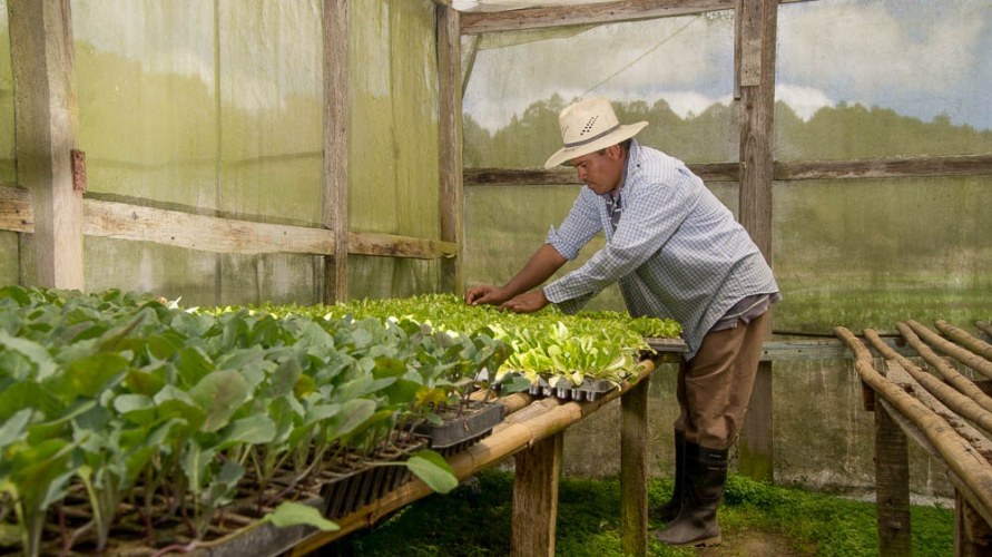 A vegetable farmer with seedlings