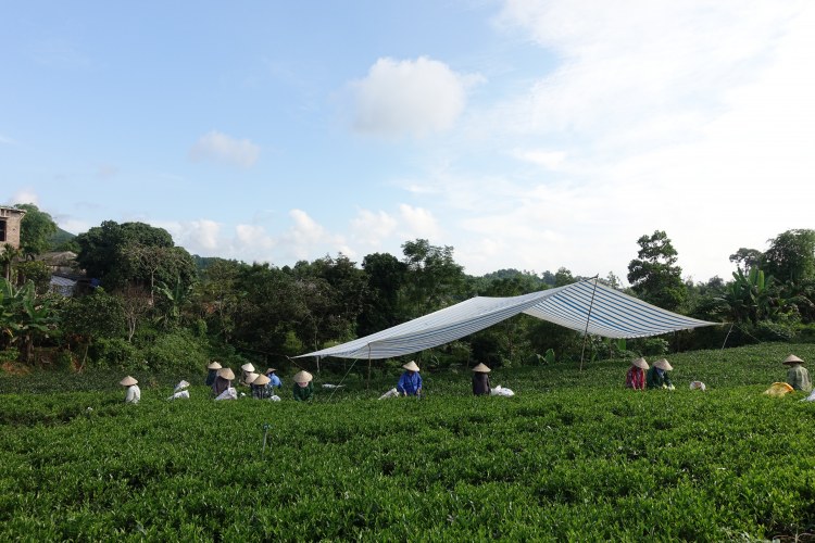 In Vietnam krijgen 3180 theeboeren een training rond duurzaam landgebruik. Hun inkomen steeg met 30% dankzij minder pesticiden en een hogere prijs voor een betere thee.