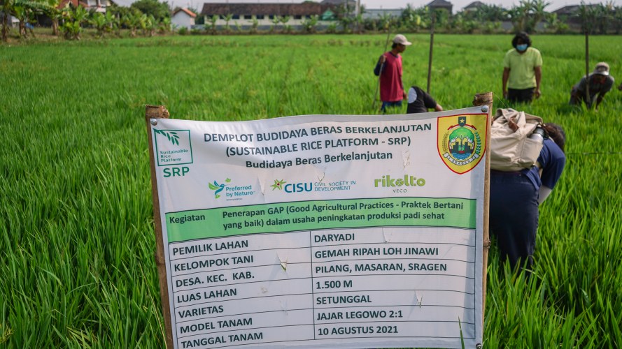 CISU demonstration plot in Sragen Regency, Central Java Province