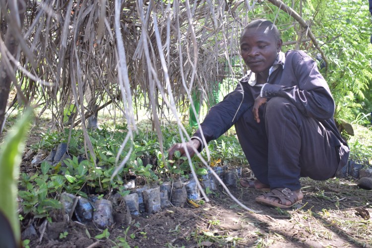 Kakule Mbafumoja n'a pas souvent les sachets noirs pour les plantules