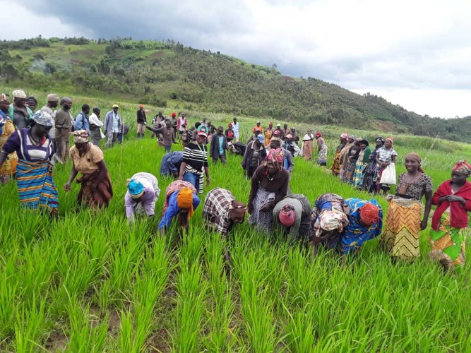 10 variétés ont été introduites, 3 répondent aux exigences des intervenants dans la filière riz