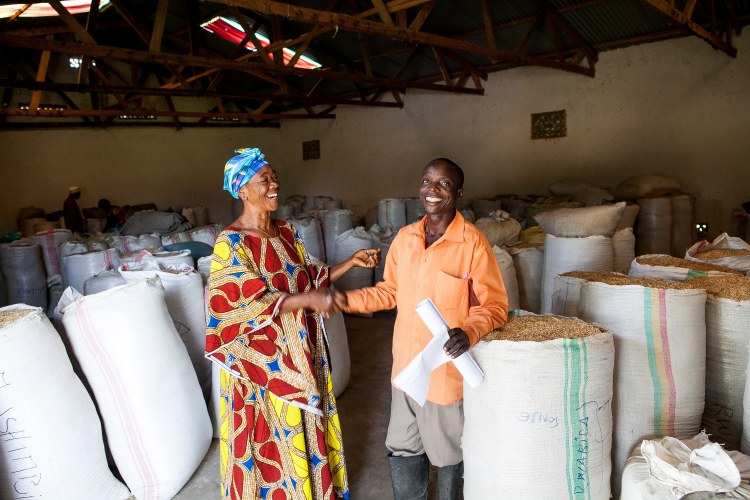 In Congo, consumers mostly buy rice from Pakistan or Tanzania but are slowly shifting their preference towards locally-produced rice. There is high potential for local rice production but profits are meagre. Rikolto is accompanying 8 cooperatives to beco