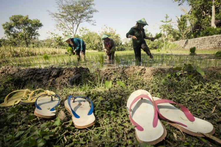 In Indonesia, rice is a central part of the kitchen and culture. On average, an indonesian consumes 114 kilograms of rice per year! Rikolto supports Indonesian smallholders to produce premium rice which can help address the booming demand for quality ric
