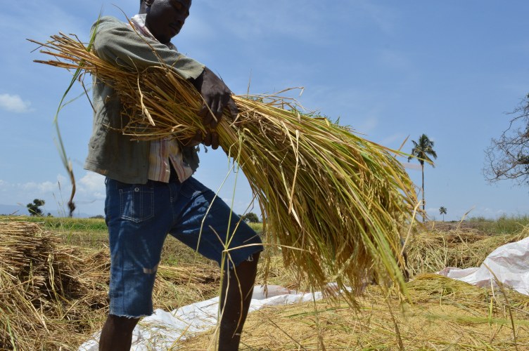 In Uganda, Rikolto implemented a project that helped over 20,000 farmers to improve the quality and the quantity of their surplus crops trough improved post-harvest handling and storage. We also supported farmers' cooperatives to trade surpluses of three