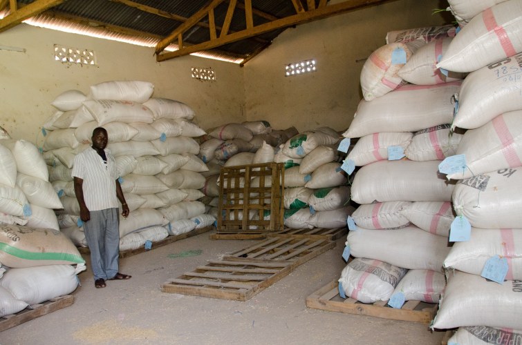 In West Africa, Rikolto supports farmer organisations to improve their competitiveness and to establish sustainable business relationships with the private sector. Rice demand is increasing by 6% every year on average in West Africa but the local supply