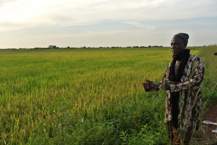 Senegal Rice Field Senegal Rice Field