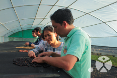 Las cooperativas Aprocassi y La Prosperidad de Chirinos incorporan a mujeres y jóvenes en áreas clave como control de calidad, imagen, logística y finanzas.